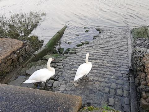 2 Swans